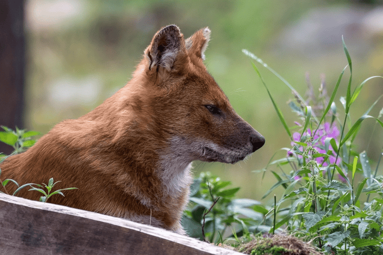 Rovaniemi: Ranua Wildlife Park Experience