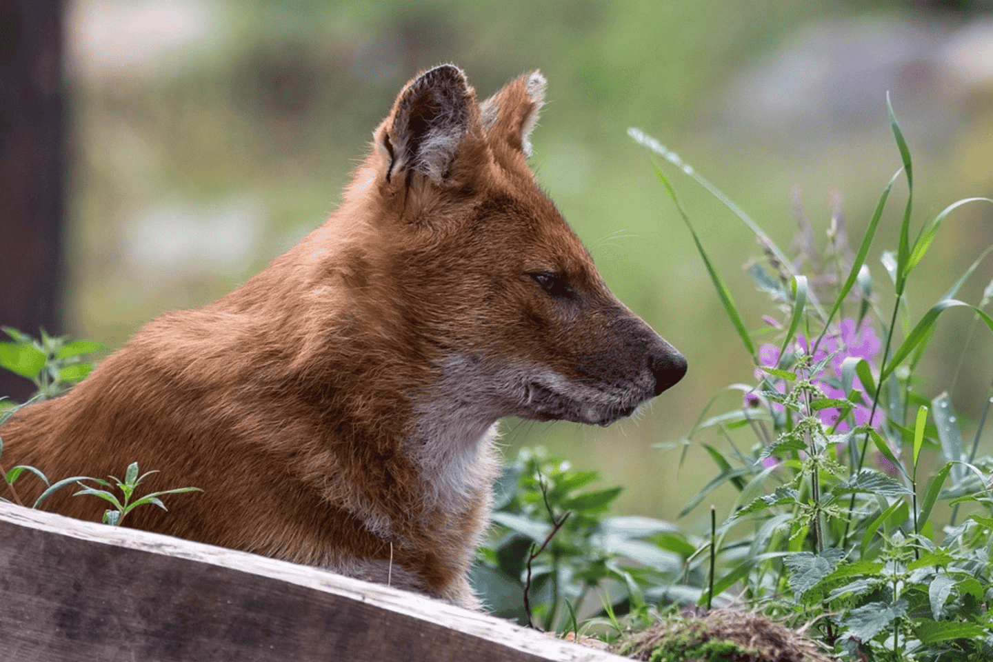 Rovaniemi: Ranua Wildlife Park Experience