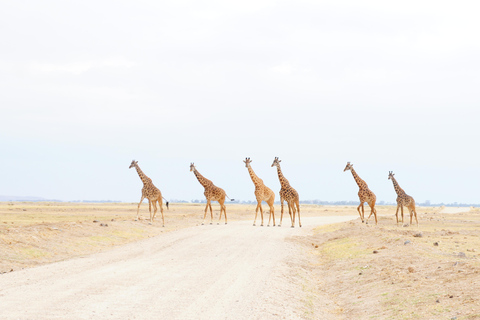 From Nairobi: 8-Day Kenya full package safari