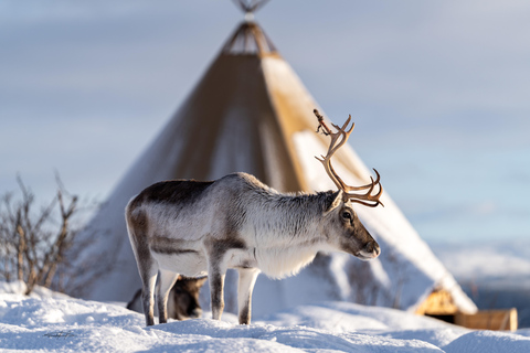 Tromsø: Royal Reindeer at Sami Camp | Feeding & Stories English Guide