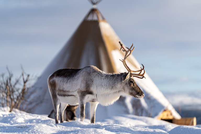 Tromsø: Royal Reindeer at Sami Camp | Feeding & Stories English Guide