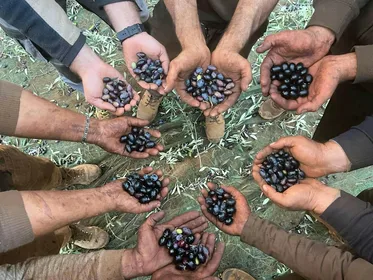 Geführte Olivenölfarm, kalabrisches Mittagessen & Tour durch Nicotera
