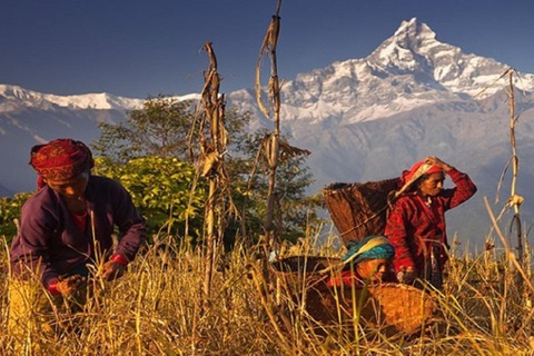 Tour privado para explorar toda la ciudad de PokharaVisita guiada para explorar toda la ciudad de Pokhara (Con guía)