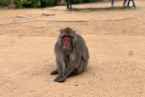 Kyoto: Arashiyama Bamboo, Monkeys, Matcha &amp; UNESCO TempleKyoto: Arashiyama Bamboo, apor, matcha och UNESCO-tempel