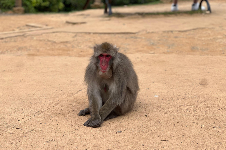 Kyoto: Arashiyama Bamboo, Monkeys, Matcha &amp; UNESCO TempleKyoto: Arashiyama Bamboo, apor, matcha och UNESCO-tempel