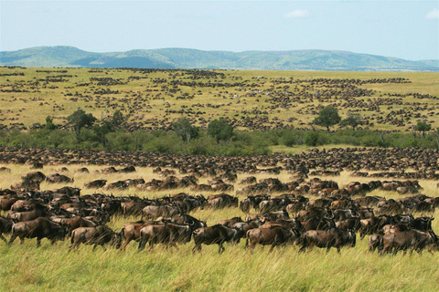 Kenya : Safari en camping de 6 jours en petit groupeKenya : Safari de 6 jours en camping à Amboseli, au lac Nakuru et à Mara