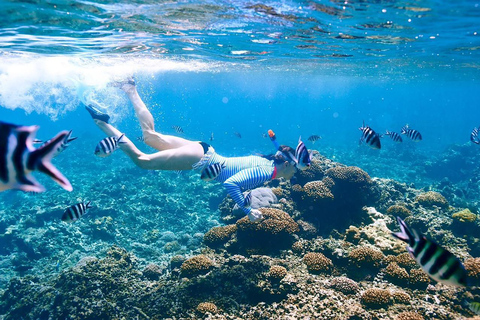 Sharm El Sheikh : Ras Mohamed et l&#039;île blanche avec déjeuner