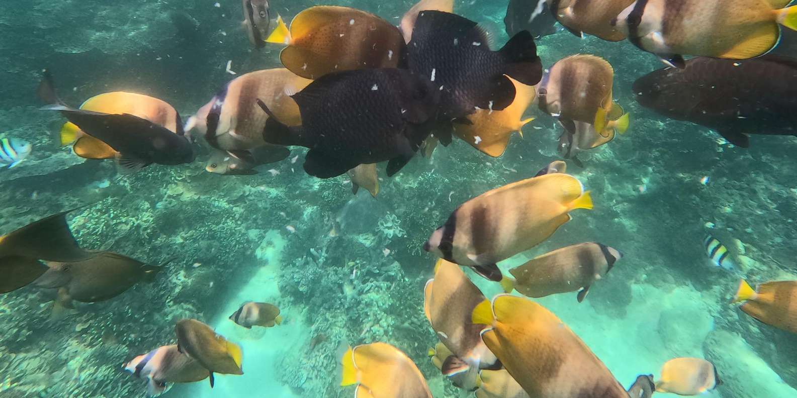Bali: Blue Lagoon Snorkeling With GoPro/Massage & Transfers