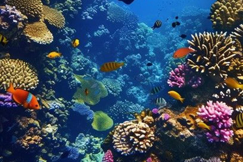 Da Nang/Hoi An: Cham Island Snorkeling or Diving Tour Group Tour