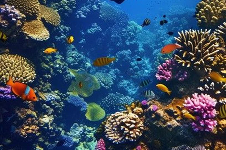 Da Nang/Hoi An: Cham Island Snorkeling or Diving Tour Group Tour
