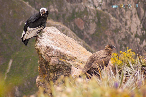 Au départ d'Arequipa : 2 jours au Canyon de Colca avec retour à ArequipaDepuis Arequipa : Circuit dans la vallée de Colca 2 jours