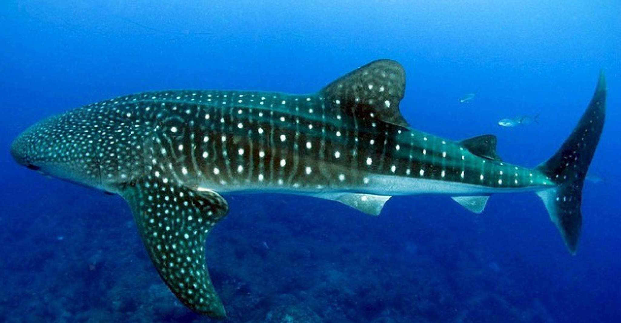 Cebu, requins-baleines, chutes Tumalog et visite de la journée de l'île Sumilon - Hizvo