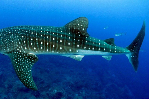 Oslob Whaleshark, Tumalog Falls en Sumilon Sandbar-tour