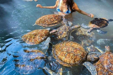 Zanzibar : baignade avec les tortues de mer et croisière en boutre au coucher du soleil