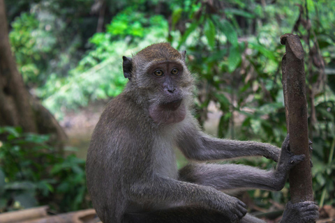 Khao Lak: Privat Khao Sok djungelsafari med bamburafting