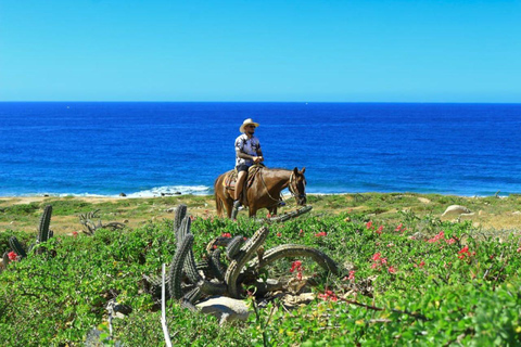 Cabo San Lucas: Horseback Riding on the Beach Experience Migriño Horseback Riding PRO