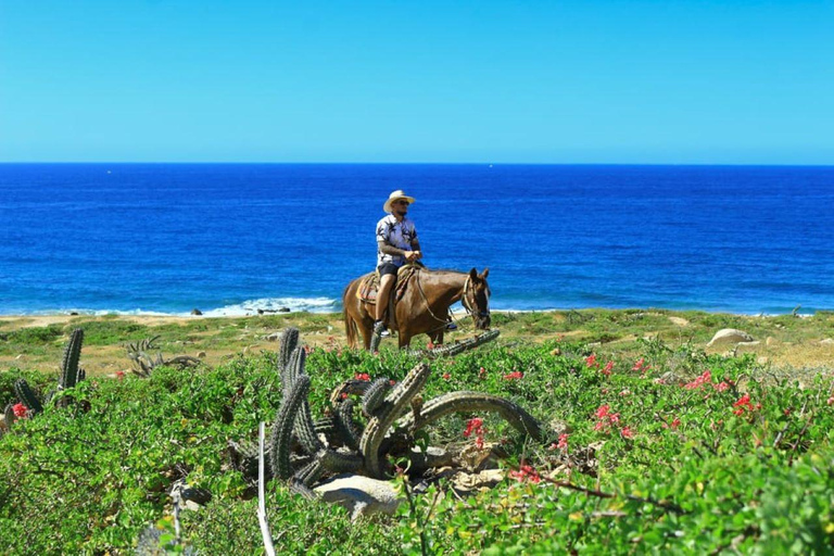 Cabo San Lucas: Horseback Riding on the Beach Experience Migriño Horseback Riding PRO