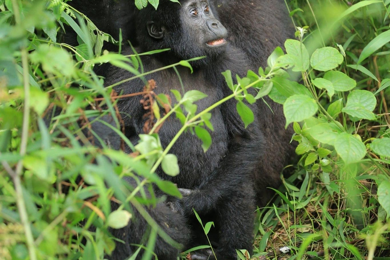 1-Day Gorilla Trekking at Bwindi National Park
