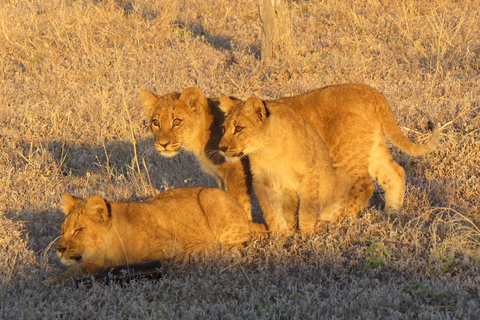 Victoria Falls: Hwange National Park Full-Day Safari