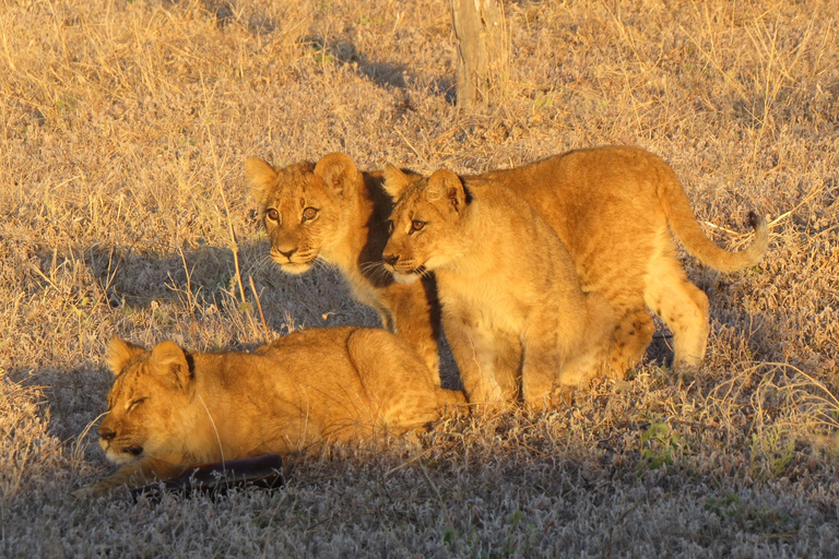 Victoria Falls: Hwange National Park Full-Day Safari