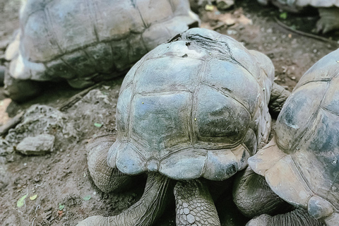 Entdecke die Gewürzfarm Tour und das Abenteuer Gefängnisinsel