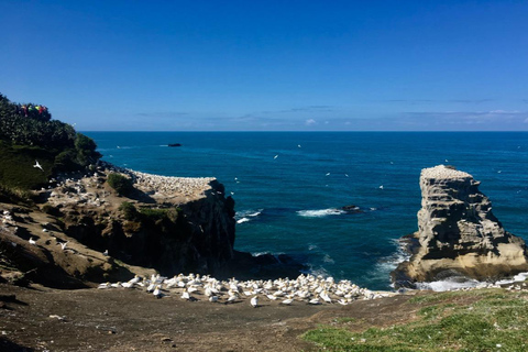 Tour privato della spiaggia di Muriwai e della colonia delle sule