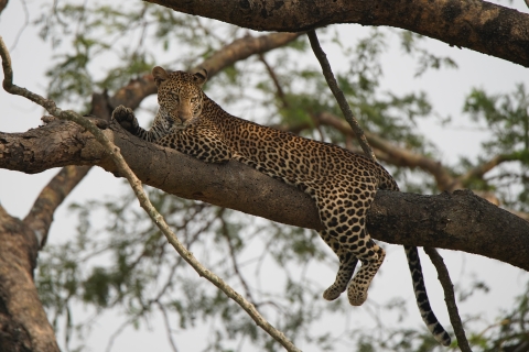 10-dniowe safari wśród dzikiej przyrody i naczelnych w Ugandzie
