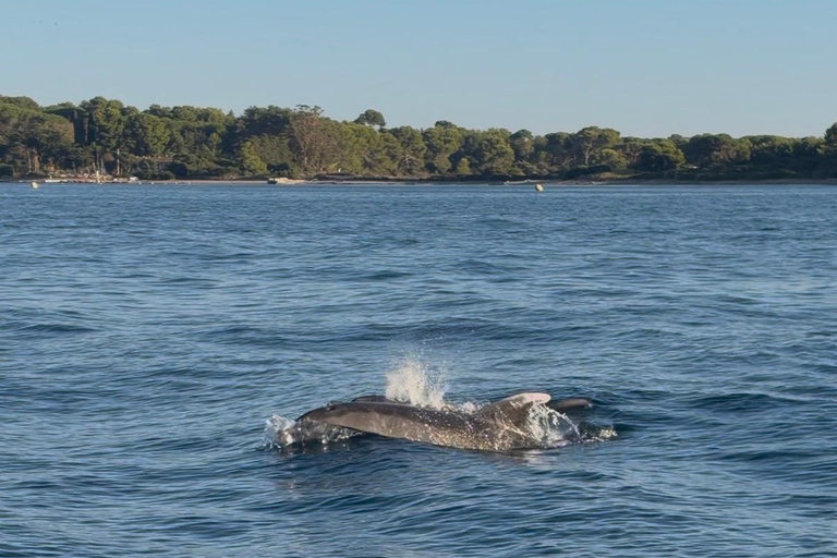 Magical VIP cruise tour in Cannes - Stand-up paddleboarding, diving, champagne Full-Day Cruise Tour - 2H - Lérins Islands
