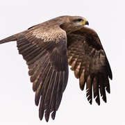 Darwin: Jumping Crocodile Cruise & Fogg Dam Tour