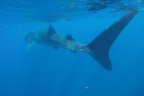 Z Cancún: półdniowe nurkowanie z rekinami wielorybimiPółdniowa wycieczka z Cancun