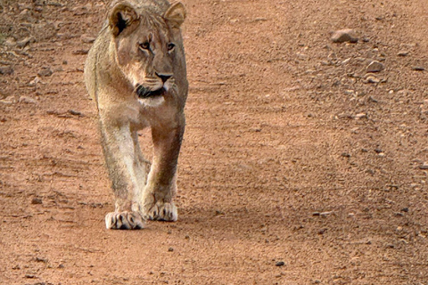 Johannesburg and Pretoria half day big 5 safari tour