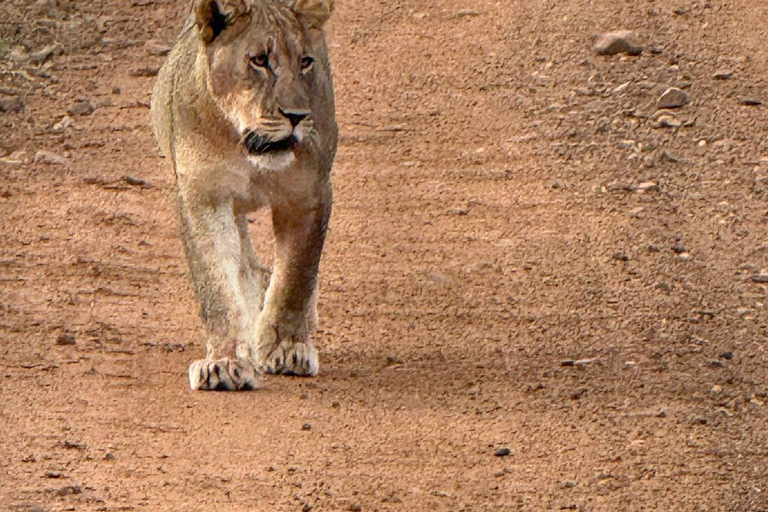 Johannesburg and Pretoria half day big 5 safari tour