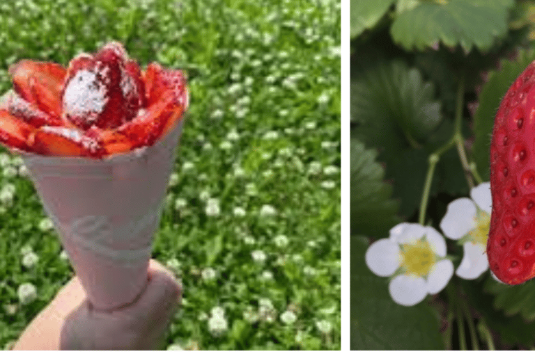 Au départ de Nara : visite d&#039;une fabrique de chaussettes, cueillette de fraises et déjeuner