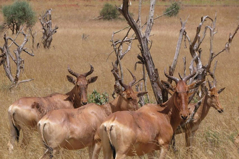 Game drive in Nairobi National Park met gratis halen en brengen