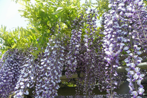 Tóquio : Excursão guiada a pé pelo jardim japonês em Hama RikyuExcursão a pé guiada nos Jardins de Hama Rikyu