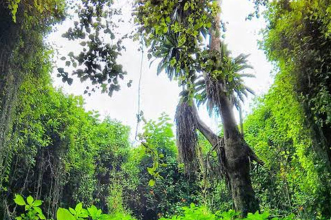 Ancient Kings, Buhanga Sacred Forest & Musanze Caves Tour