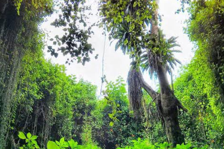 Ancient Kings, Buhanga Sacred Forest & Musanze Caves Tour