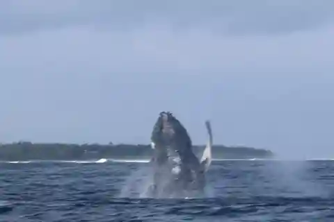 Private: Whales and dolphins watching,Swimming with dolphins