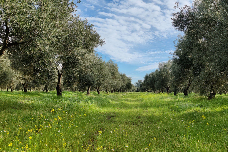 Organic EVOO tasting and guided visit to a family-run organic olive grove Organic EVOO tasting and guided visit to an organic family olive grove