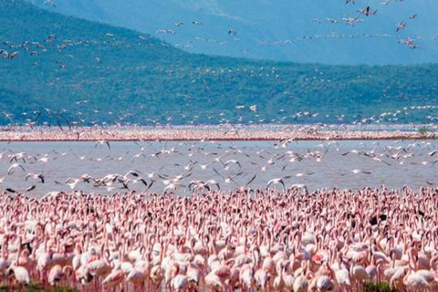 From Nairobi: 3-Day Lake Nakuru National Park Safari