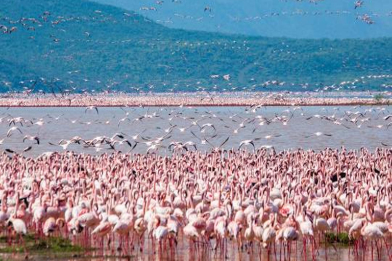 From Nairobi: 3-Day Lake Nakuru National Park Safari