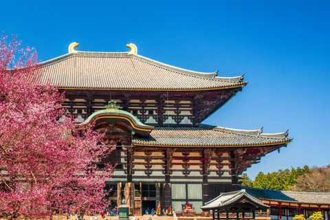 Nara Cherry Blossom Highlights Spring Day Tour from Osaka Shared Tour, Meet at Tsurutontan Soemoncho