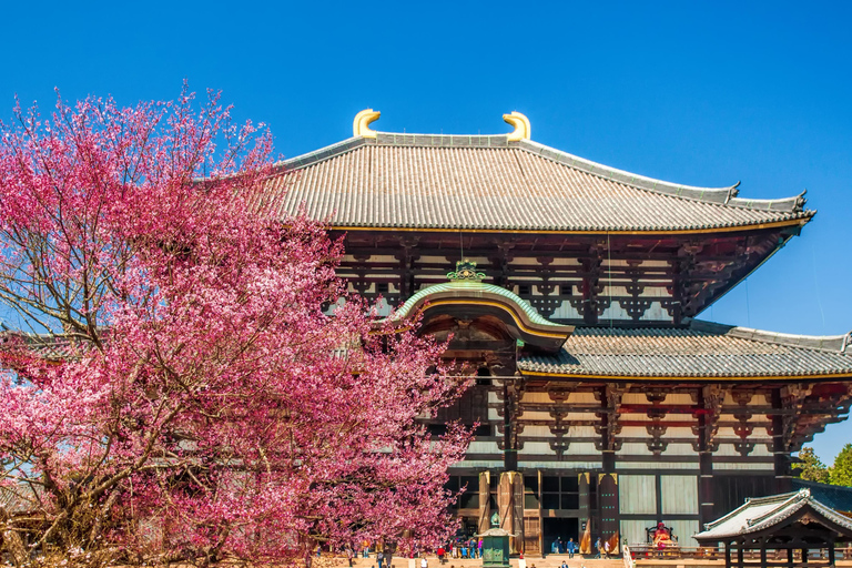 Nara Cherry Blossom Highlights Spring Day Tour from Osaka Shared Tour, Meet at Tsurutontan Soemoncho