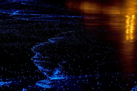 Twilight Sea Canoe to James Bond Island w/ Glowing Plankton