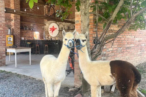 Langhe: Alpaca Walk, Farm Visit, and Traditional Picnic