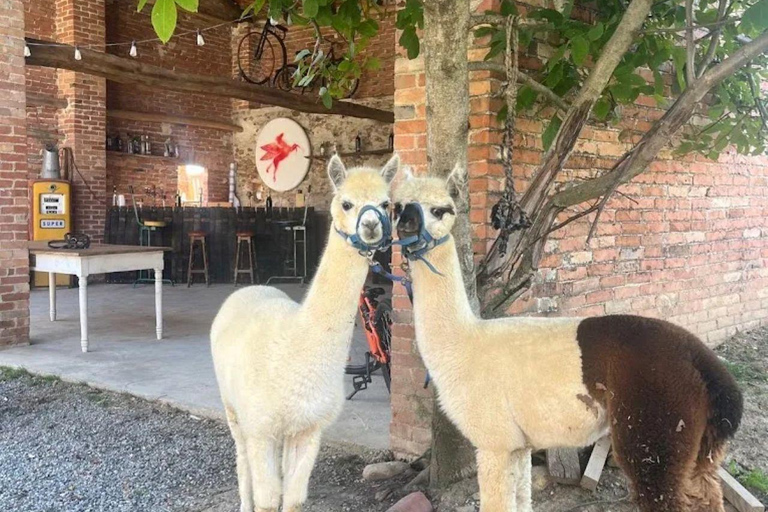 Langhe: Alpaca Walk, Farm Visit, and Traditional Picnic