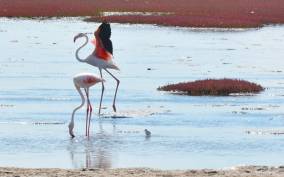 swakopmund city tour dune 7 pink lake pink flamingos