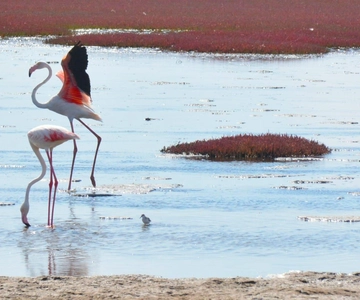 swakopmund city tour dune 7 pink lake pink flamingos