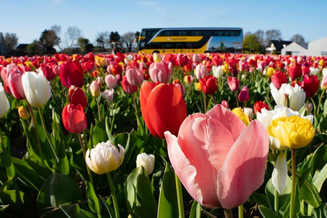 Amsterdam: Halbtagestour Tulpenfelder und Tulip Experience