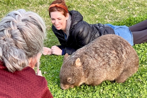 Sydney: Wild Wombats and Kangaroo Experience Sydney: Walking with Wombats Experience